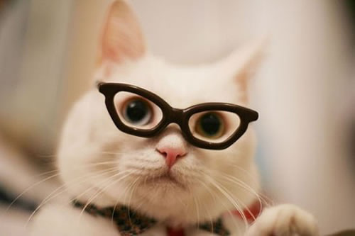 qq