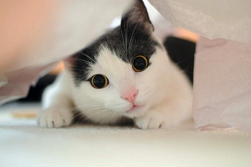qq
