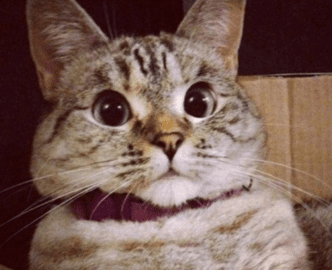 qq