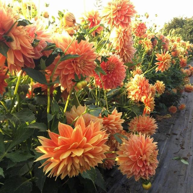 很有内涵的早安的说说,句句深刻入骨,发朋友圈